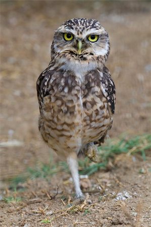 Burrowing Owl Portrait shot in Athens Zoo Stockbilder - Microstock & Abonnement, Bildnummer: 400-04222058