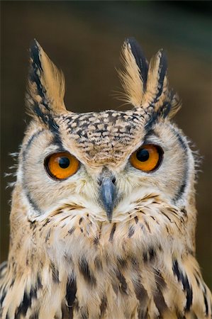 Eagle Owl looking at the camera Stockbilder - Microstock & Abonnement, Bildnummer: 400-04222059