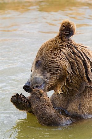 Brown Bear Eating Grapes In the Water Stockbilder - Microstock & Abonnement, Bildnummer: 400-04222052