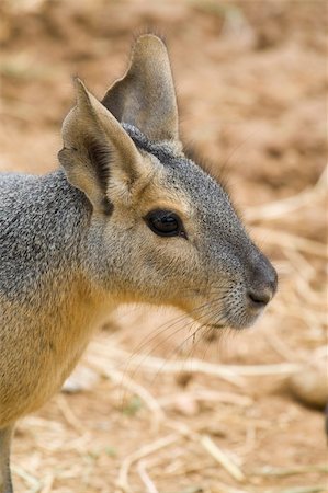 simsearch:400-07918929,k - Patagonian Hare, Athens Zoo, Greece Stockbilder - Microstock & Abonnement, Bildnummer: 400-04222065