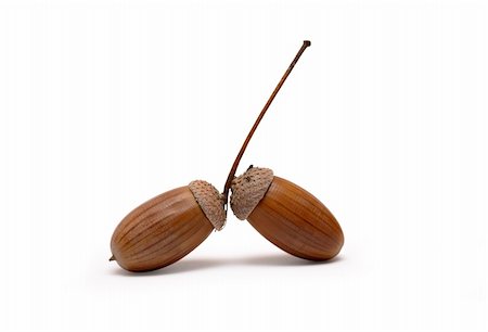 Acorn isolated on white background with clipping path Foto de stock - Super Valor sin royalties y Suscripción, Código: 400-04222077