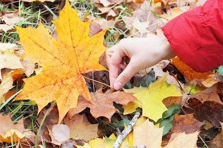 simsearch:400-05277296,k - Bright maple leaf  in the female hand Stock Photo - Budget Royalty-Free & Subscription, Code: 400-04222607