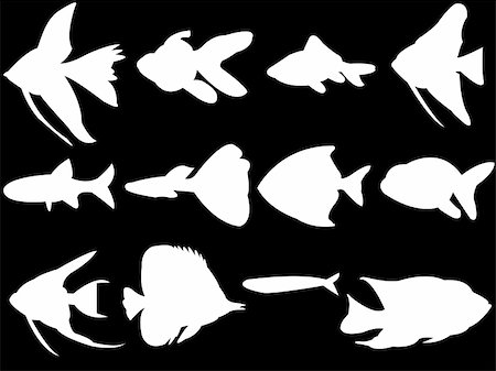 paunovic (artist) - white fish silhouette collection - vector Stockbilder - Microstock & Abonnement, Bildnummer: 400-04222733