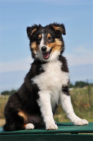 simsearch:400-04767909,k - portrait of a purebred puppy shetland dog sitting Foto de stock - Royalty-Free Super Valor e Assinatura, Número: 400-04222860