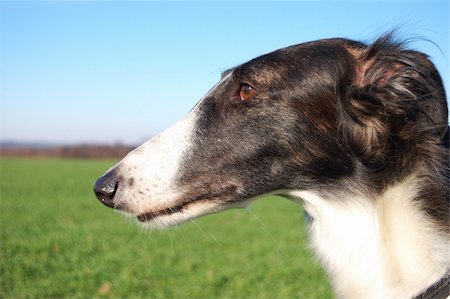 simsearch:400-05101651,k - Head of Russian wolfhound - Borzoi Photographie de stock - Aubaine LD & Abonnement, Code: 400-04222874