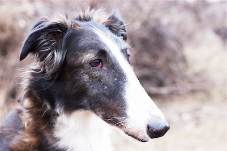 simsearch:400-05101651,k - Russian wolfhound - borzoi - in expectation of hunting Photographie de stock - Aubaine LD & Abonnement, Code: 400-04222872