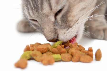 domesticate cats eating - Cat eating dry cat food Stock Photo - Budget Royalty-Free & Subscription, Code: 400-04222881