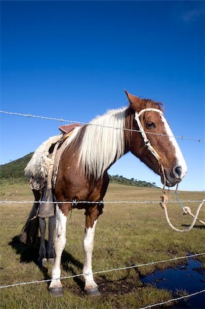 simsearch:400-04489243,k - A beautiful horse on a green field with a bright blue sky, behind a barbed wire fence. Photographie de stock - Aubaine LD & Abonnement, Code: 400-04223198