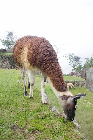 Machu Picchu is a pre-Columbian Inca site located 2,430 metres (8,000 ft) above sea level. It is situated on a mountain ridge above the Urubamba Valley in Peru, which is 80 kilometres (50 mi) northwest of Cusco and through which the Urubamba River flows. The river is a partially navigable headwater of the Amazon River. Often referred to as "The Lost City of the Incas", Machu Picchu is one of the m Photographie de stock - Aubaine LD & Abonnement, Code: 400-04223191