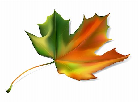 shantishanti (artist) - autumn editable vector leaf Stockbilder - Microstock & Abonnement, Bildnummer: 400-04223377
