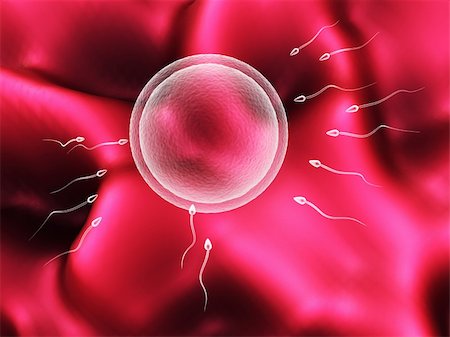 abstract 3d illustration of human sperm and egg cells over soft pink background Stock Photo - Budget Royalty-Free & Subscription, Code: 400-04223430