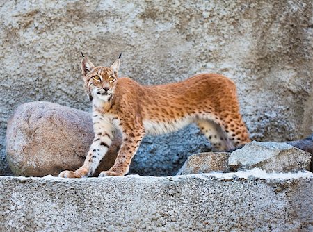 The Lynx against a concrete wall Stock Photo - Budget Royalty-Free & Subscription, Code: 400-04223729