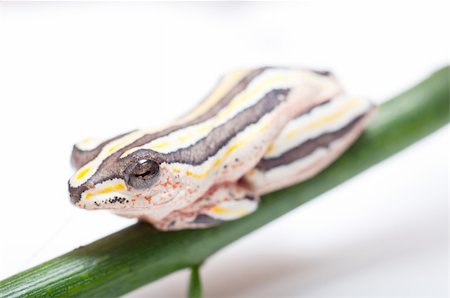 simsearch:400-04590632,k - Macro of Hyperolius Marmoratus - Painted Reed Frog Stock Photo - Budget Royalty-Free & Subscription, Code: 400-04223966