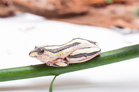 simsearch:400-04590632,k - Closeup of Hyperolius Marmoratus - Painted Reed Frog Stock Photo - Budget Royalty-Free & Subscription, Code: 400-04223967