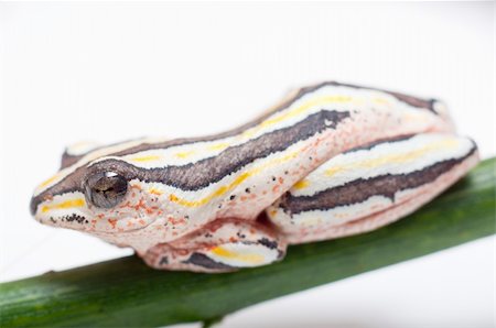 simsearch:400-04590632,k - Macro of Hyperolius Marmoratus - Painted Reed Frog Stock Photo - Budget Royalty-Free & Subscription, Code: 400-04223963