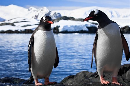 simsearch:400-04299219,k - two penguins resting on the stony coast of Antarctica Stock Photo - Budget Royalty-Free & Subscription, Code: 400-04234131