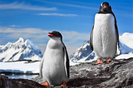 simsearch:400-07680375,k - two penguins resting on the stony coast of Antarctica Stock Photo - Budget Royalty-Free & Subscription, Code: 400-04234132