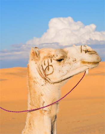 saltywind (artist) - Head of white camel with the stigma in the Sahara desert Foto de stock - Super Valor sin royalties y Suscripción, Código: 400-04234304