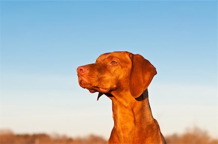 pointer dogs sitting - A portrait of a sitting Vizsla dog in a field the spring. Stock Photo - Budget Royalty-Free & Subscription, Code: 400-04234575