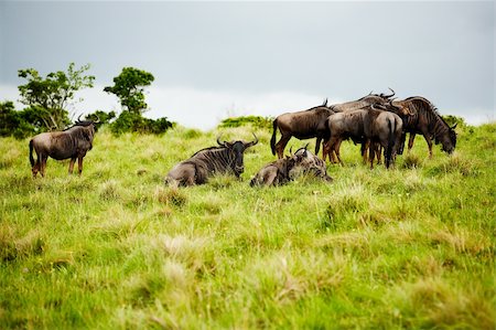 simsearch:400-04766217,k - the flock of antelopes gnu in South Africa Foto de stock - Super Valor sin royalties y Suscripción, Código: 400-04234684
