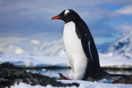 penguin on mountain - penguin have fun standing on the rocks in Antarctica Photographie de stock - Aubaine LD & Abonnement, Code: 400-04235127