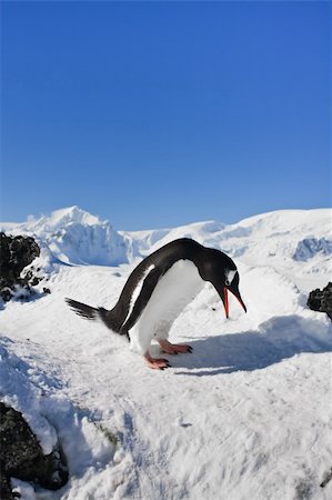 simsearch:400-06069148,k - penguin on the rocks covered with snow Stock Photo - Budget Royalty-Free & Subscription, Code: 400-04235121