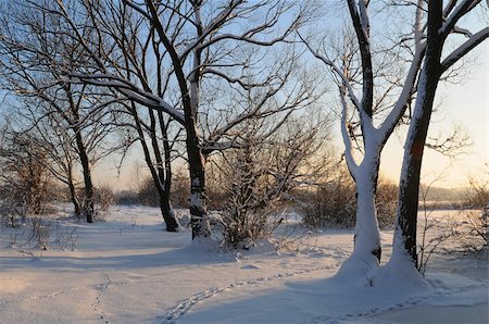 simsearch:400-04765849,k - Beautiful winter sunset with trees in the snow Foto de stock - Royalty-Free Super Valor e Assinatura, Número: 400-04235429