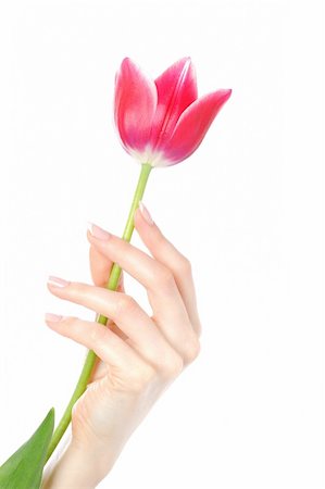Beautiful hand with perfect french manicure on treated nails holding tupil flower. isolated on white background Stock Photo - Budget Royalty-Free & Subscription, Code: 400-04235641