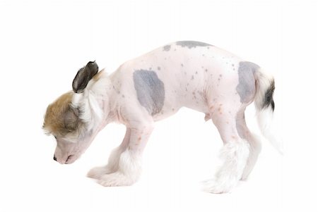 simsearch:400-08651756,k - Chinese Crested puppy isolated on a white background Fotografie stock - Microstock e Abbonamento, Codice: 400-04235946