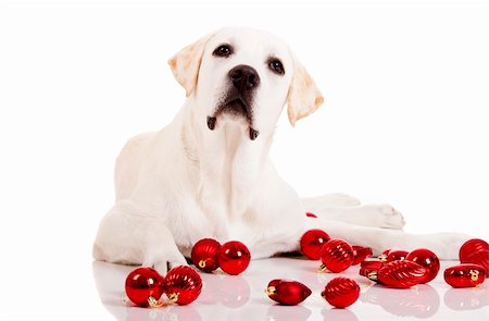 simsearch:400-04085890,k - Beautiful Labrador retriever surrounded by Christmas balls, isolated on white background Foto de stock - Royalty-Free Super Valor e Assinatura, Número: 400-04236027