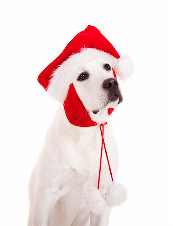 simsearch:400-04085890,k - Portrait of a Labrador retriever with a Santa hat isolated on white background Foto de stock - Royalty-Free Super Valor e Assinatura, Número: 400-04236028