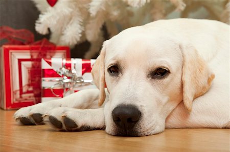 single christmas ball ornament - Beautiful Labrador retriever on Christmas day lying on the floor Stock Photo - Budget Royalty-Free & Subscription, Code: 400-04236038