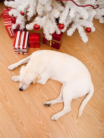 dog ball waiting - Beautiful Labrador retriever on Christmas day lying on the floor Stock Photo - Budget Royalty-Free & Subscription, Code: 400-04236039