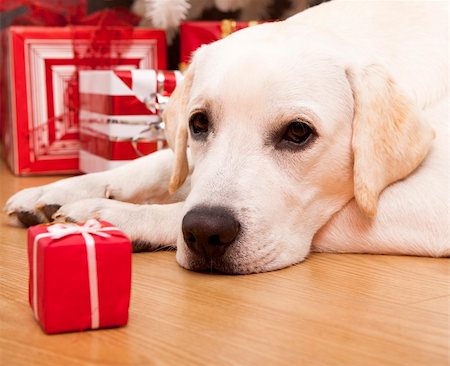 dog ball waiting - Beautiful Labrador retriever on Christmas day lying on the floor Stock Photo - Budget Royalty-Free & Subscription, Code: 400-04236040