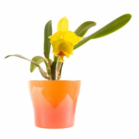 simsearch:400-05333490,k - small bright yellow and red flowering cattleya orchid in bright orange pot; isolated on white; Photographie de stock - Aubaine LD & Abonnement, Code: 400-04236161