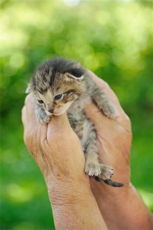senior with cat - Senior's hands holding little kitten Stock Photo - Budget Royalty-Free & Subscription, Code: 400-04236183