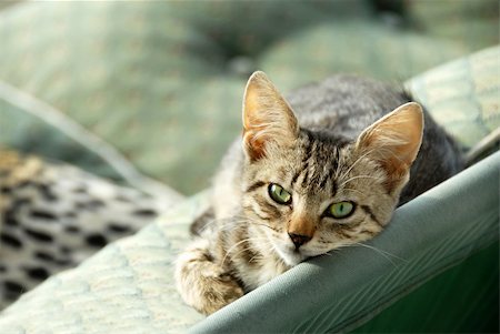 simsearch:649-07065244,k - young domestic mixed-bread gray cat lying on green bench outdoor Photographie de stock - Aubaine LD & Abonnement, Code: 400-04236202