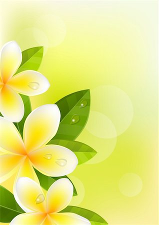 Tropic green summer background with frangipani Fotografie stock - Microstock e Abbonamento, Codice: 400-04236400