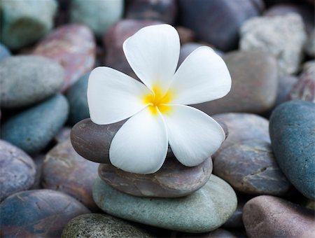 petal on stone - White frangipani and therapy stones Photographie de stock - Aubaine LD & Abonnement, Code: 400-04236766