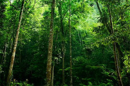 rain forest in malaysia - Sunlight shine thru the green forest Stock Photo - Budget Royalty-Free & Subscription, Code: 400-04236761