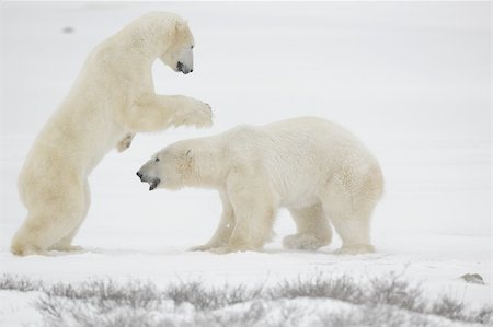 simsearch:400-04237135,k - Fight of polar bears. Two polar bears fight. Snow tundra with undersized vegetation. Photographie de stock - Aubaine LD & Abonnement, Code: 400-04237135