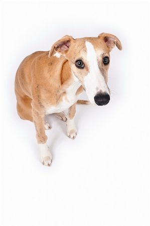 An image of a beautiful whippet dog on white background Stockbilder - Microstock & Abonnement, Bildnummer: 400-04237303