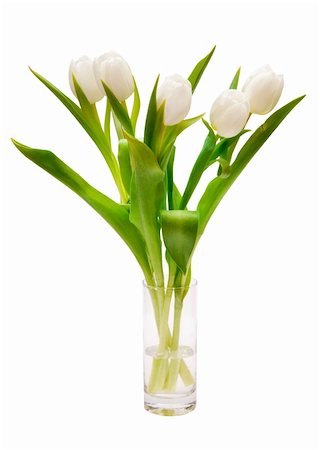 simsearch:400-05104344,k - beautiful white tulips in vase Foto de stock - Super Valor sin royalties y Suscripción, Código: 400-04237474