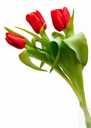 simsearch:400-04340566,k - bouquet of  beautiful red tulips Photographie de stock - Aubaine LD & Abonnement, Code: 400-04237471