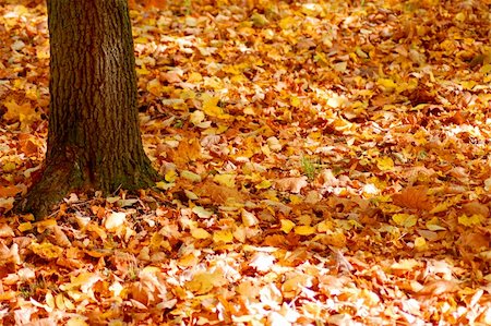 simsearch:400-07255480,k - autumn in the forest with golden leaves on trees Stock Photo - Budget Royalty-Free & Subscription, Code: 400-04237572