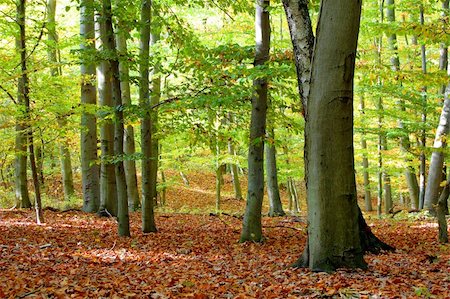 simsearch:400-07255480,k - autumn in the forest with golden leaves on trees Stock Photo - Budget Royalty-Free & Subscription, Code: 400-04237573