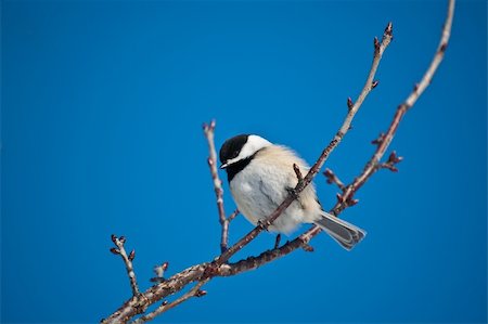 A Black-capped Chickadee (Poecile atricapillus) perches on a branch with blue sky in the background. Photographie de stock - Aubaine LD & Abonnement, Code: 400-04237629