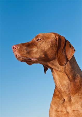 simsearch:400-04232814,k - A profile shot of a Vizsla dog (Hungarian pointer) against a deep blue sky. Foto de stock - Royalty-Free Super Valor e Assinatura, Número: 400-04237630