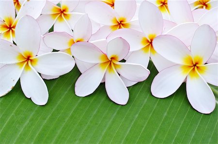 simsearch:400-04502346,k - White Plumeria on green leaf Stock Photo - Budget Royalty-Free & Subscription, Code: 400-04238078