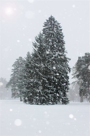 simsearch:400-05306863,k - Enormous fir tree into the strong snowfall Fotografie stock - Microstock e Abbonamento, Codice: 400-04238204